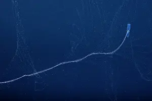 Hydroid Prints: Siphonophore (Praya dubia) feeding in open sea at night