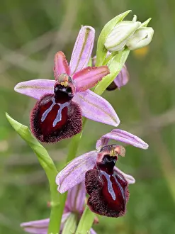 Orchids Prints: Siponto ophrys (Ophrys sipontensis) in flower