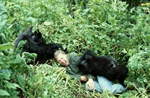 Groups Collection: Sir David Attenborough with mountain gorillas, on location for BBC series 'Life on Earth', Rwanda