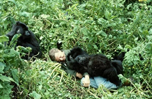 Groups Collection: Sir David Attenborough with mountain gorillas on location for BBC series 'Life on Earth', Rwanda