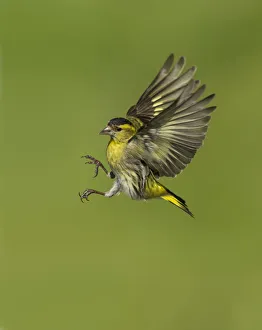 Siskin (Carduelis spinus) male in flight preparing to land, Scotland, UK, May