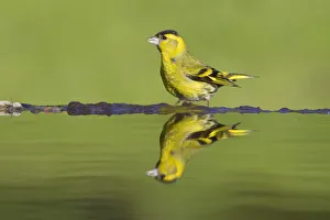 Yellow Collection: Siskin (Carduelis spinus) male at garden pool, Scotland, UK, May