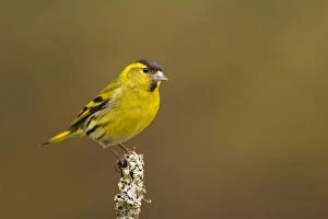 Images Dated 30th April 2008: Siskin (Carduelis spinus) male peched on a lichen covered branch. Rothiemurchus Forest