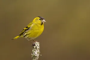 Siskin (Carduelis spinus) male peched on a lichen covered branch. Rothiemurchus Forest