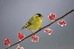Frost Prints: Siskin (Carduelis spinus) male perched on frosted Cotoneaster branch, Scotland, UK