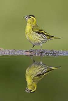 Images Dated 22nd May 2008: Siskin (Carduelis spinus) male reflected in garden pool. Scotland, May