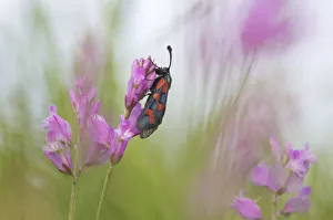 Six-spot burnet moth (Zygaena filipendulae) on flower, San Marino, May 2009