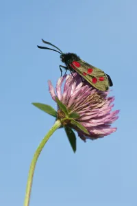 Prints of Six-spot burnet moth (Zygaena filipendulae) resting on Red Clover (Trifolium pratense). Kingcombe Meadows DWT reserve, Dorset, UK, May 2020VISION Prints: Six-spot burnet moth (Zygaena filipendulae) resting on Red Clover (Trifolium pratense)