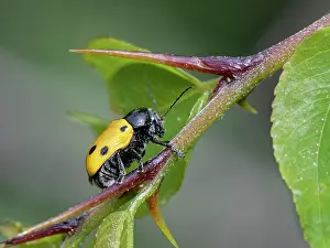 Rhinotia Prints: Six-spotted leaf beetle (Lachnaia sexpunctata) resting on plant stem, Corfu, Greece. May