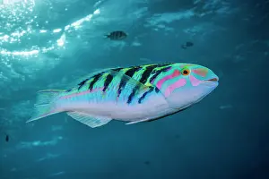 Oceania Prints: Sixbar wrasse (Thalassoma hardwicke) portrait, Guam, Micronesia, Pacific Ocean