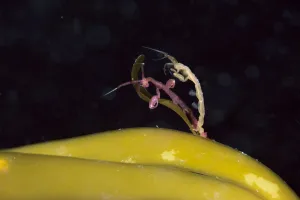 Skeleton shrimp (Caprella septentrionalis) mating Novaya Zemlya, Russian Arctic, July