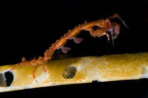 Images Dated 6th October 2008: Skeleton shrimp (Caprellidea sp) on a hydroid, Saltstraumen, Bod, Norway, October 2008