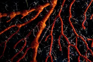 Crustracea Prints: Skeleton shrimps (Caprella sp.) covering fan coral