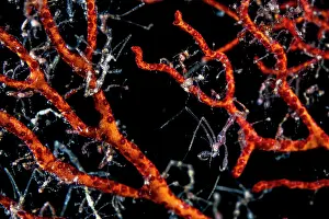 Crustracea Prints: Skeleton shrimps (Caprella sp.) covering fan coral