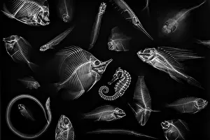 Thailand Prints: Skeletons of various tropical reef fish from a collection of the Department of Marine Science