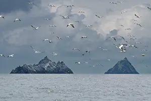 Rock Prints: Skellig Islands with flock of seabirds in flight