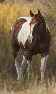 Animal Marking Gallery: Skewbald Horse in ranch, Martinsdale, Montana, USA