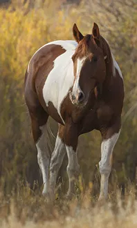 Alone Gallery: Skewbald Horse in ranch, Martinsdale, Montana, USA