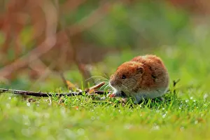 Pembrokeshire Prints: Skomer vole (Clethrionomys glareolus skomerensis) feeding on grass
