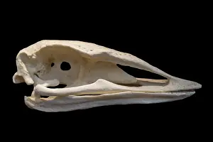 Skull Prints: Skull of elephant bird