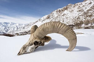 2018 May Highlights Collection: Skull of male Urial sheep (Ovis vignei) on snow covered slope. Himalayas near Ulley