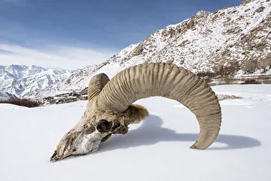 Skull of male Urial sheep (Ovis vignei) on snow covered slope. Himalayas near Ulley