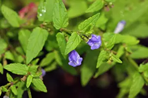 Labiatae Prints: Skullcap (Scutellaria galericulata) in flower