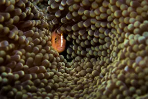 Anenome Fish Gallery: Skunk anemonefish (Amphiprion akallopisos) hiding in a large Carpet anemone (Stichodactyla sp.)