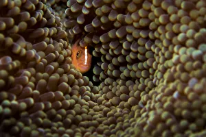 Clownfish Prints: Skunk anemonefish (Amphiprion akallopisos) hiding in a large Carpet anemone (Stichodactyla sp)