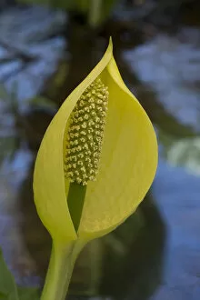 Images Dated 11th June 2019: Skunk cabbage (Lysichiton americanus) in visible light. In cultivation, Surrey, England, UK