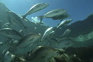 Aldabra Prints: Sky emperors (Lethrinus mahsena) shoaling in Passe Dubois / Dubois channel, Aldabra