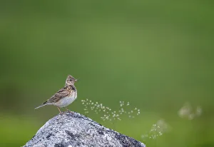 Alaudidae Gallery: Sky lark (Alauda arvensis), Haytor Down, Dartmoor, Devon, UK. June