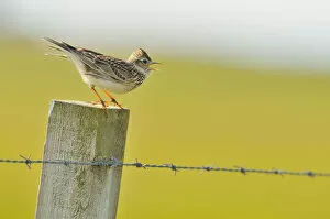 Skylark (Alauda arvensis) perched on a fence post, vocalising, Balranald RSPB reserve