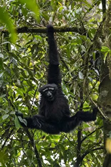 Images Dated 16th September 2020: Skywalker hoolock gibbon / Gaoligong hoolock gibbon (Hoolock tianxing) hanging from tree