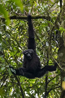 Yunnan Province Prints: Skywalker hoolock gibbon / Gaoligong hoolock gibbon (Hoolock tianxing) hanging from tree