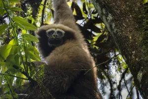 Skywalker hoolock gibbon / Gaoligong hoolock gibbon (Hoolock tianxing) hanging from tree