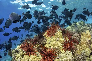 2020 April Highlights Gallery: Slate pencil sea urchins (Heterocentrotus mammillatus) in Hawaiian reef scene with Black