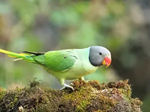 True Parrot Prints: Slaty-headed parakeet (Psittacula himalayana) male, portrait, Sattal, Uttarakhand, India