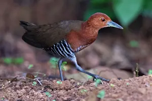 Walking Prints: Slaty-legged crake (Rallina eurizonoides) walking on the ground