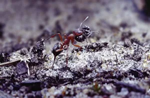 Ants Gallery: Slave-making ant {Formica sanguinea} carrying Negro ant {Formica fusca} slave