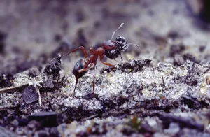 Ants Prints: Slave-making ant {Formica sanguinea} carrying Negro ant {Formica fusca} slave