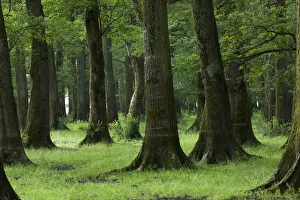 Elio Della Ferrera Prints: Slavonian / Common oak (Quercus robur) and Ash (Fraxinus sp) forest