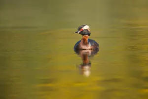 Slavonian grebe (Podiceps auritus) adult on breeding loch, Inverness-shire, Scotland
