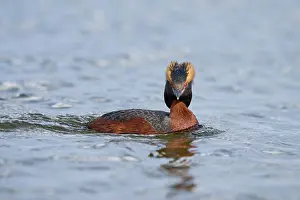 Podiceps Prints: Slavonian grebe (Podiceps auritus) male, on water, Lake Mvvatn, Iceland. June