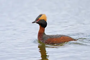 Podiceps Prints: Slavonian grebe (Podiceps auritus) male, on water, Lake Mvvatn, Iceland. June