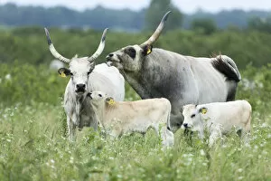 Images Dated 7th June 2009: Slavonian Syrmian cattle (rare breed) in the meadows between Krapje and Drenov Bok