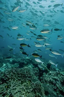 Acanthuridae Prints: Sleek unicornfish (Naso hexacanthus)