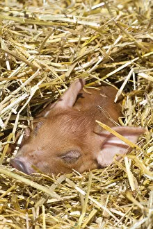 Pigs Gallery: Sleeping mixed-breed piglet in straw, Maple Park, Illinois, USA