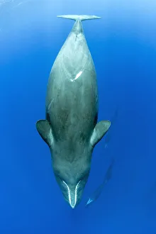 Sleeping sperm whale, (Physeter macrocephalus) Dominica, Caribbean Sea, Atlantic Ocean