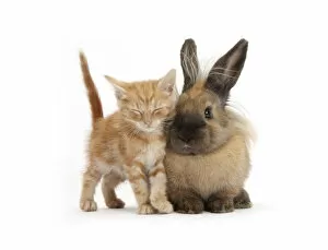 Friendship Collection: Sleepy ginger kitten and lionhead cross rabbit